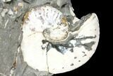 Iridescent, Fossil Ammonite (Discoscaphites) - South Dakota #129524-1